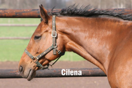 Einstellpferd, Cilena